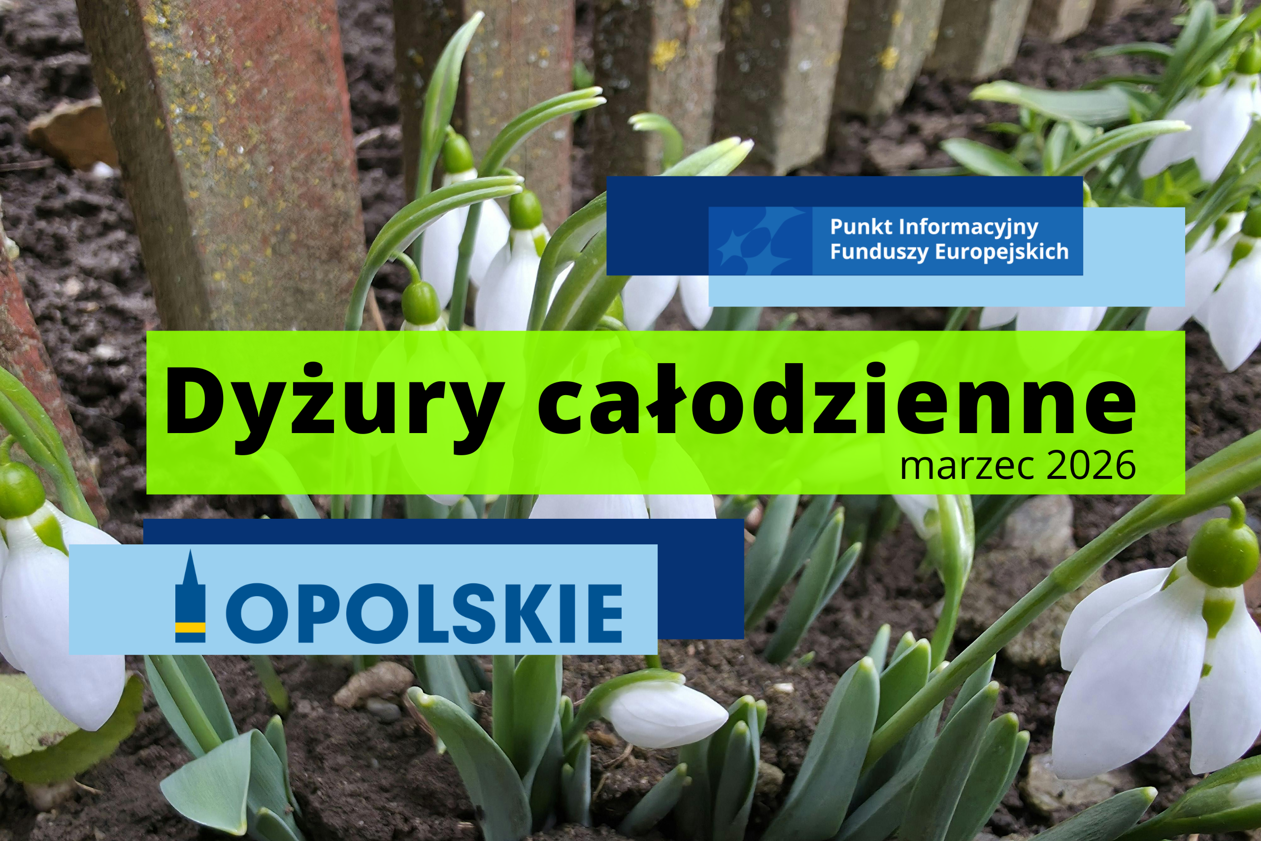 grafika zawiera tekst Dyżury całodzienne marzec 2026 oraz dwa logotypy Sieci PIFE oraz opolskie; tło to kwitnące białe kwiaty przy ogrodzeniu