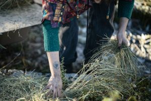 Osoba pracująca w ogrodzie, układająca dłonią suchą trawę na ziemi.