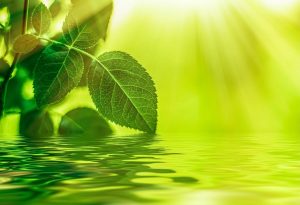Zdjęcie przedstawiające zielone liście na tle źródlanej wody, Canva, licencja Free