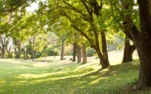 Szpaler drzew, zielona trawa, park miejski